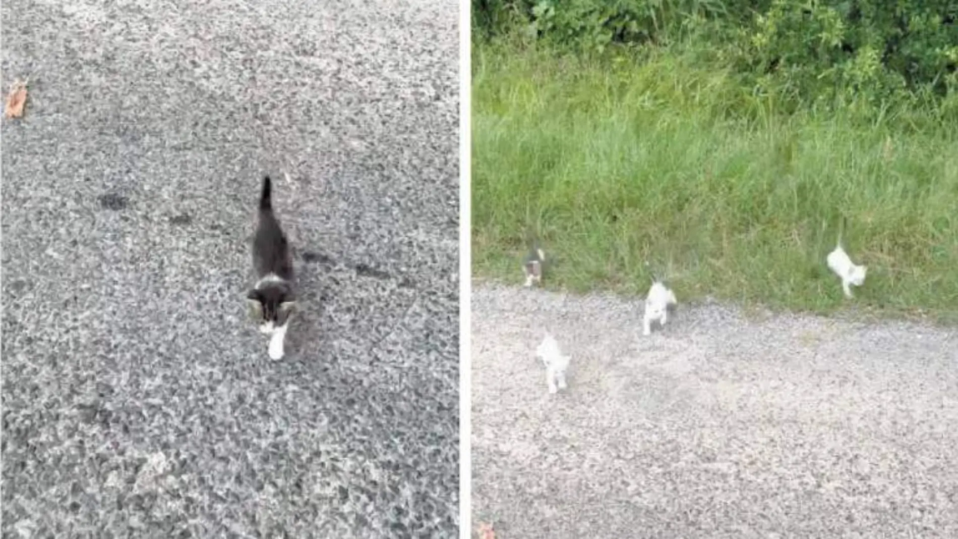 Ayuda a un gatito abandonado en la carretera ¡y lo sorprende una manada!